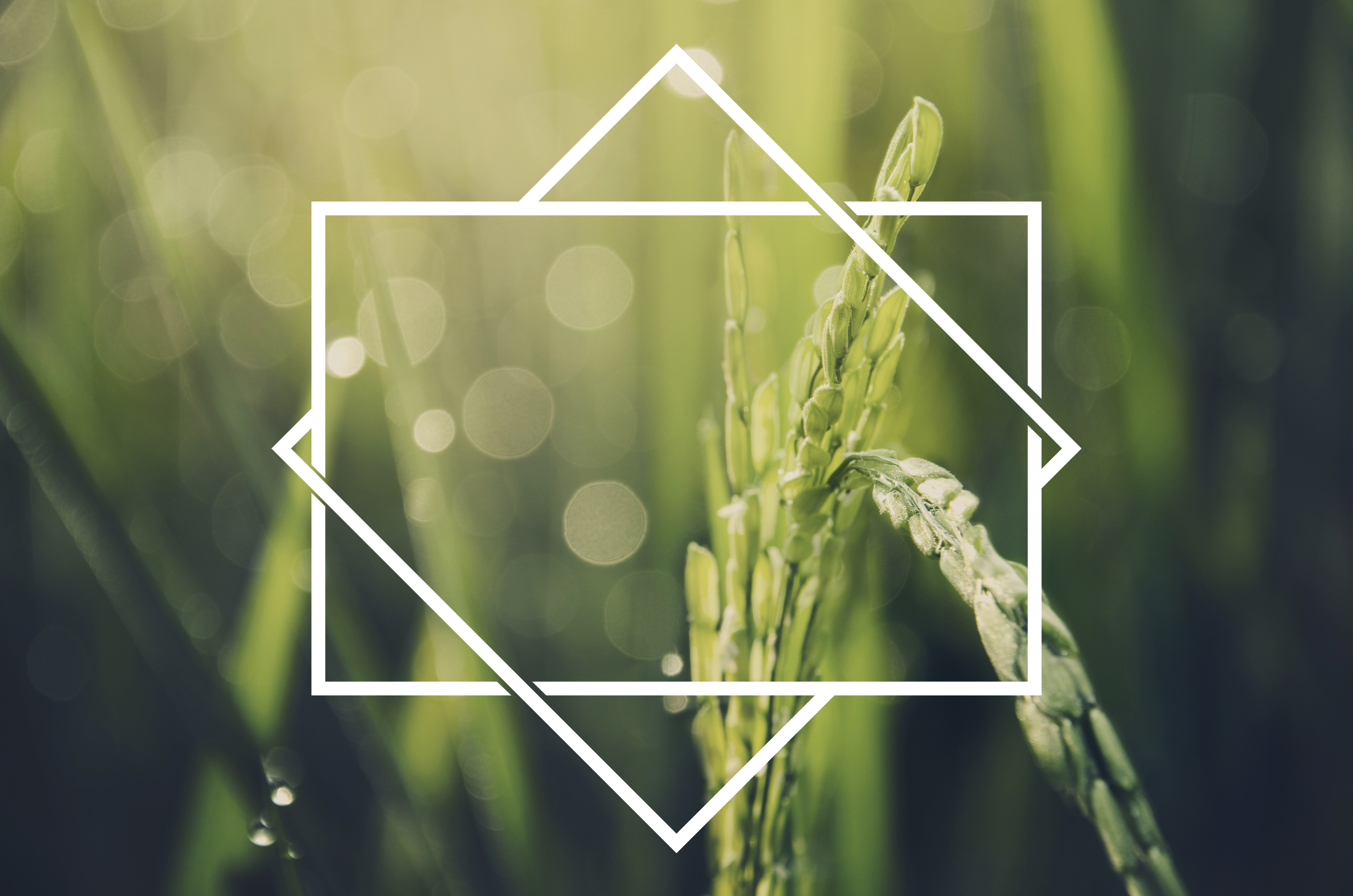 FACULTY OF AGRICULTURE